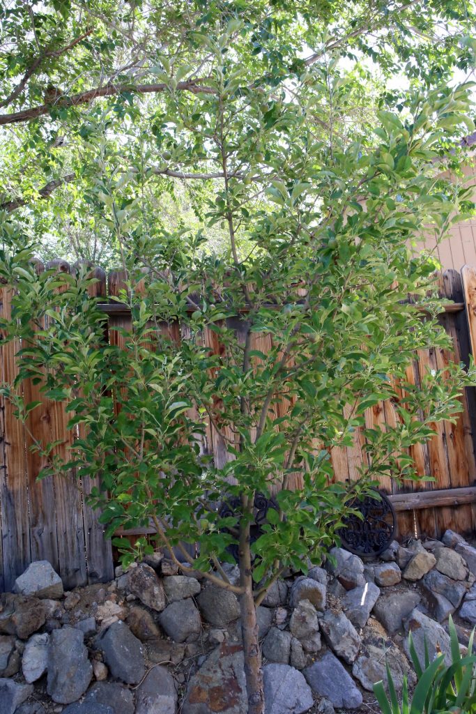 natural-pest-control-for-gardens